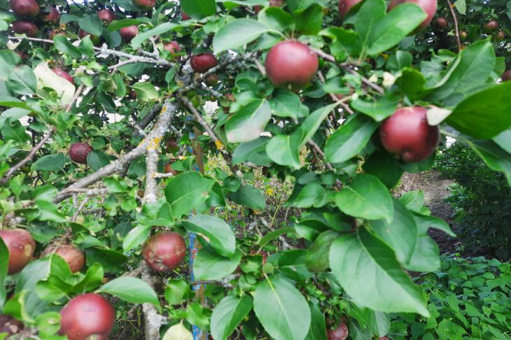 Плодовые деревья москвы. Опробкование плодов у яблони. Оржавленность плодовых деревьев фото. С какого дерева выпадывает яблоки. Садовод яблоня картинка сахарная.