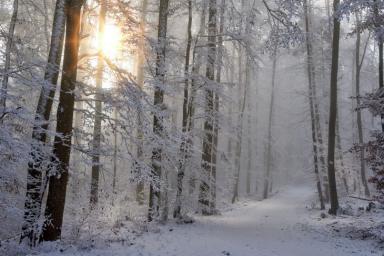 деревья, снег