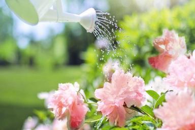 цветы, вода